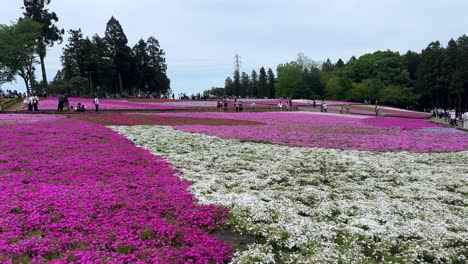 Vibrant-fields-of-pink-and-white-flowers-bloom,-drawing-visitors-to-a-spacious-park-during-the-day