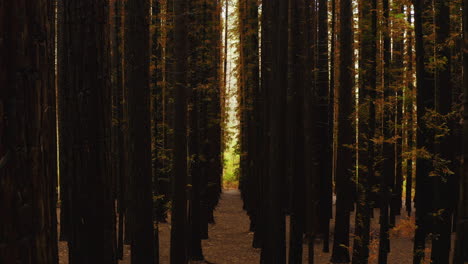 Spaziergang-Zwischen-Hohen,-Hoch-Aufragenden-Stämmen-Von-Redwoods-In-Dichtem-Wald,-Natürlicher-Hintergrund-Mit-Herbstfarben