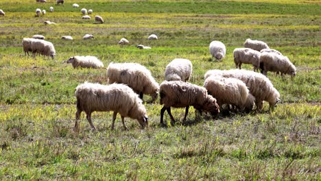 Eine-Herde-Schafe,-Die-Auf-Einem-Feld-Grasen