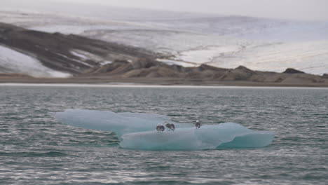 Birds-on-Iceberg-Flowing-in-Cold-Sea-Water-Under-Glacier-on-Svalbard-Island,-Norway