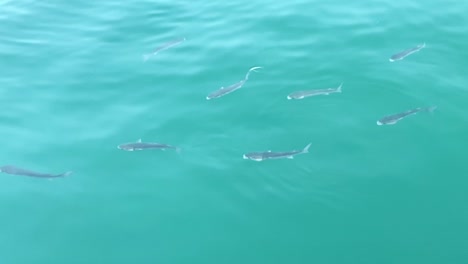 A-slow-motion-video-of-a-small-shoal-of-fish-in-beautiful-clear-and-green-water-on-a-cloudy-day-in-Spain