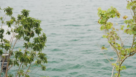 Green-Foliage-With-Ocean-Backdrop-on-Cloudy-Day