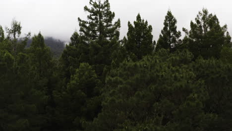 Luft-Steigen-Zwischen-Den-Baumkronen-Der-Redwood-Bäume-Auf-Und-Geben-Den-Blick-Auf-Die-Berge-Frei