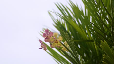 Purple-rose-white-yellow-moth-orchid-in-between-palm-trees,-wind-blowing,-closeup-zoom-in