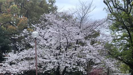 Cherry-blossoms-in-full-bloom-along-Sakura-dori,-tranquil-cityscape,-spring-day