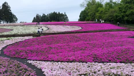 Visitors-stroll-through-vibrant-pink-shibazakura-flowers-covering-a-park-landscape-on-a-cloudy-day