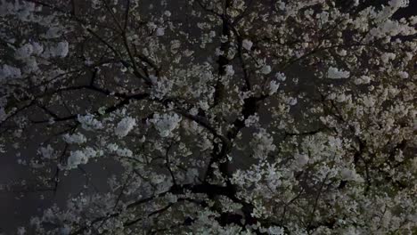 Cherry-blossoms-in-full-bloom-at-night,-illuminated-against-a-dark-sky