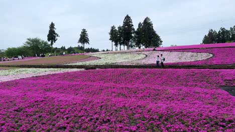 Flores-De-Color-Rosa-Vibrante-Cubren-Una-Colina-Con-Visitantes-Caminando,-Día-Nublado
