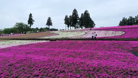 Vibrant-pink-flowers-blanket-a-hill-with-visitors-walking-around,-cloudy-day