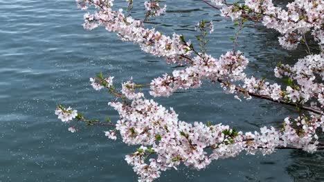 Flores-De-Cerezo-Sobre-Agua-Ondulante,-Probablemente-Un-Sereno-Día-De-Primavera,-Un-Toque-De-Tranquilidad