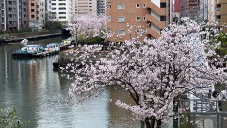 Cherry-blossoms-in-full-bloom-by-a-river-with-boats,-urban-buildings-in-the-backdrop,-serene-spring-day