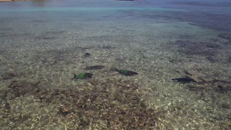Klares-Tropisches-Wasser-Mit-Papageienfischen-Im-Los-Roques-Archipel