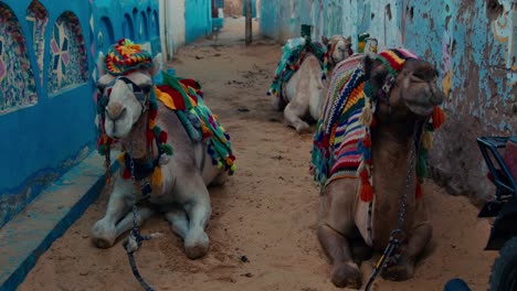 Colorfully-dressed-camels-having-rest-in-the-quiet-corner-of-the-market-street-in-Nubian-Village,-Aswan-city,-Egypt