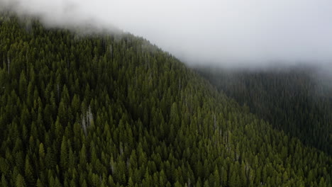 Niebla-Que-Envuelve-La-Montaña-Del-Bosque-De-Abetos-Cerca-Del-Parque-Nacional-Olímpico,-Estado-De-Washington,-Estados-Unidos