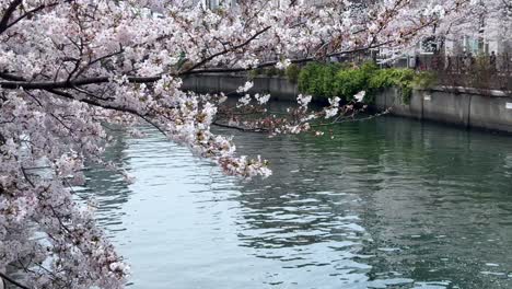 Cherry-blossoms-overhanging-calm-river-waters,-hinting-at-a-serene-spring-day,-shot-in-natural-light