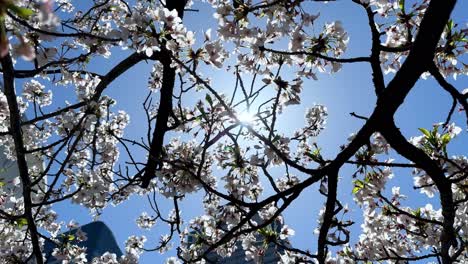 Sun-peeking-through-cherry-blossoms-on-a-clear-day,-branches-in-full-bloom