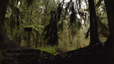 Viejos-árboles-Forestales-Y-Registro-De-Enfermera-Dentro-De-La-Selva-Tropical-De-Hoh-En-La-Península-Olímpica-En-El-Oeste-Del-Estado-De-Washington,-EE.UU.