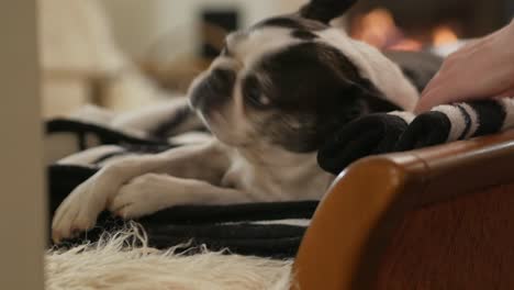 Owner-takes-care-of-senior-Boston-Terrier-sleeping-on-sofa-in-cozy-room