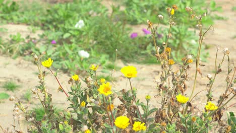 Statische-Aufnahme-Einiger-Wüstenblumen,-Die-Nach-Einem-Frischen-Regen-Im-Sand-Wachsen