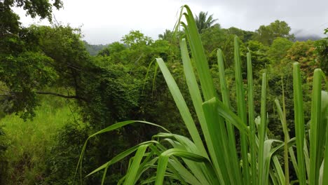 Green-Trees-In-The-Jungle-In-Santa-Marta,-Colombia