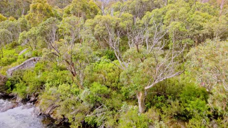 Frischer-Flusslauf-In-Den-Wäldern-Des-Kosciuszko-Nationalpark,-New-South-Wales,-Australien