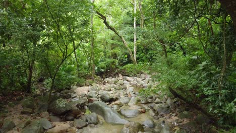 Deep-lush-Colombian-jungle-walking-POV-tall-tree-rocky-ground-South-America