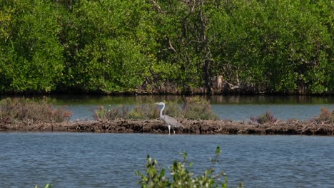 Facing-to-the-left-while-standing-facing-the-wind,-Grey-Heron-Ardea-cinerea,-Thailand