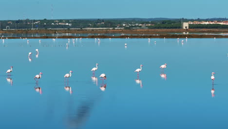 Telephoto-drone-shot-around-flamingos-walking-in-shallow-waters-of-sunny-Spain---Phoenicopterus-roseus