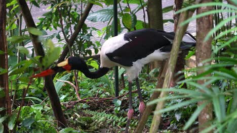 Großer-Stelzvogel,-Sattelstorch,-Zeigt-Erkundungsverhalten,-Indem-Er-Die-Pflanze-Ausgräbt-Und-Versucht,-Die-Beute-In-Einem-Wildtiergehege-Aufzuscheuchen,-Nahaufnahme