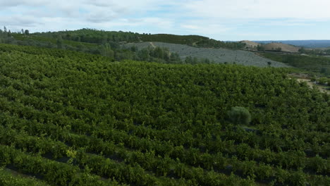 Luftaufnahme-über-Einer-üppig-Grünen-Olivenplantage,-Bewölkter-Tag-Im-Ländlichen-Spanien