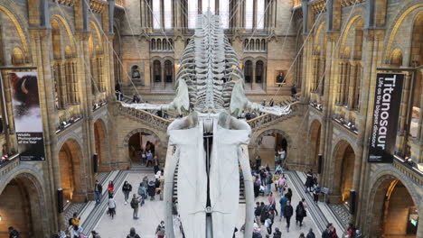 Visitors-Inside-Natural-History-Museum-Hintze-Hall-With-View-Of-Whale-Skeleton