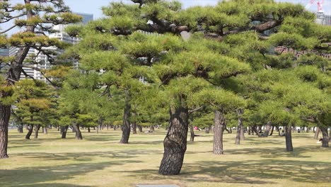 gardens-of-the-imperial-palace-of-japan,-Japanese-Thunberg-Pine