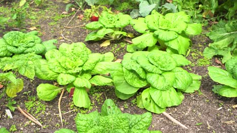 Schwenkaufnahme-Von-Frischen-Grünkohl-Spinatblättern-Im-Botanischen-Garten,-Vitamin-K,-Gesundes-Blattgrün