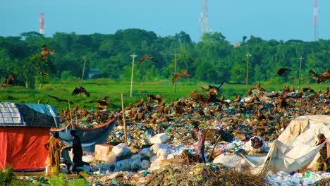 Black-Kite-Eagles-On-The-Landfill-With-Workers-Over-Dumpsite-In-Rural-Land