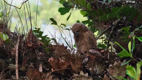 Looking-to-its-right-then-turns-to-look-down-to-its-nest-then-spreads-its-wings-to-stretch,-Buffy-Fish-Owl-Ketupa-ketupu,-Juvenile,-Thailand