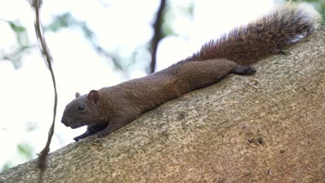 Ein-Süßes-Kleines-Pallas-Eichhörnchen,-Das-Auf-Dem-Bauch-Liegt-Und-Auf-Einem-Ast-Ruht,-Nahaufnahme