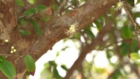 Schöne-Aufnahme-Eines-Jaboticaba-Blumen-Jungen-Baum-Mit-Blumen-Beginnen-Zu-Blühen-In-Der-Saison-Obst-Plinian-Grapelike