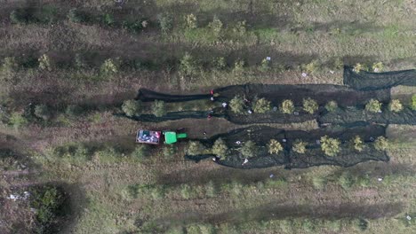 Drone-shot-of-farmers-picking-freshly-harvested-ripe-olives-in-an-olive-plantation