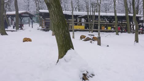 Slow-motion-shot-of-Kitsune-Mura,-Fox-village-in-Miyagi-Prefecture-of-Japan