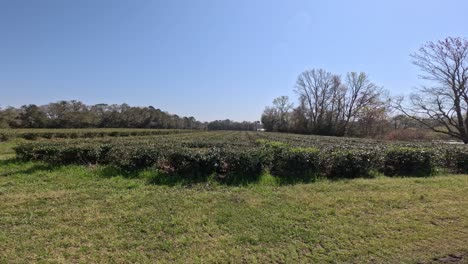 Jardín-De-Té-De-Charleston-Primavera-2024