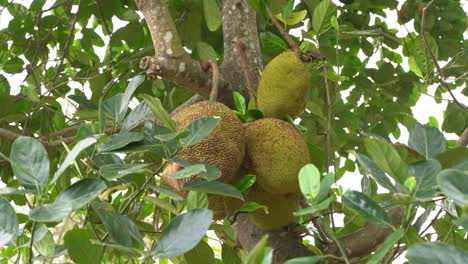 Wide-shot-of-cluster-of-full-grown-jackfruits-on-tree-fleshy-exotic-vegan-favorite-tropical-nutritious-food