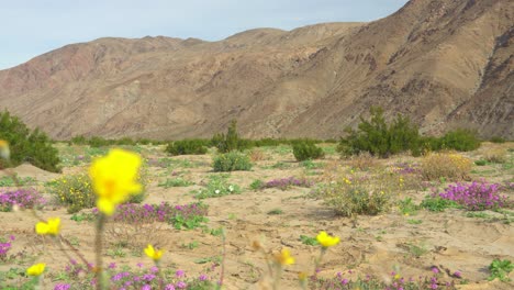 A-yellow-flower-sprouting-in-the-foreground-with-mountains-and-other-desert-flowers-in-the-back-on-a-sunny-day-in-Anza-Borrego,-California