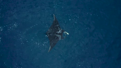 Remora-swims-at-ocean-surface-with-giant-manta-ray-as-it-feeds,-drone-ascend-to-Revillagigdeo-Islands