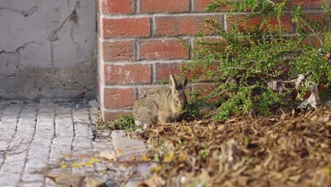 Brown-European-hare-eat-green-leaves-from-branch-near-brick-building