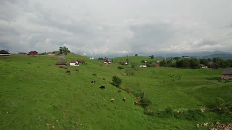 Sirnea-village-with-cows-grazing-on-green-hills,-cloudy-sky,-rural-landscape,-tranquil-scene,-aerial-view