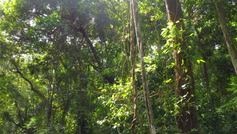 Sun-Shining-Through-The-Forest-With-Vines-And-Green-Trees