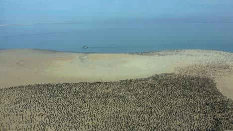 Isla-Corazon-sand-island-covered-in-brown-pelicans-in-Magdalena-Bay-Mexico,-aerial