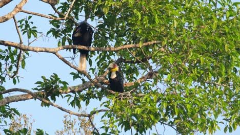 Das-Weibchen-Putzt-Seinen-Rechten-Flügel,-Während-Das-Männchen-Darunter-Entspannt-Und-Seinen-Linken-Flügel-Putzt,-Kranzhornvogel-Rhyticeros-Undulatus,-Männchen-Und-Weibchen,-Thailand