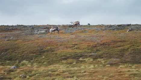 Reindeer-wander-through-the-autumn-tundra-grazing-on-scarce-vegetation