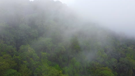 Green-Trees-At-Rainforest-Shrouded-By-Fogs-And-Clouds